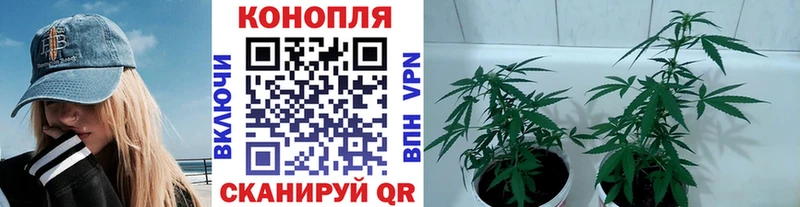 Шишки марихуана гибрид Дно